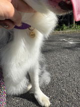 真鍮キーホルダー | QRコード付き犬用迷子札 | アプリ連携