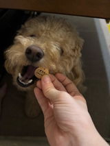 真鍮キーホルダー | QRコード付き犬用迷子札 | アプリ連携