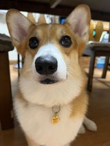 真鍮キーホルダー | QRコード付き犬用迷子札 | アプリ連携