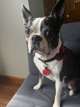 User picture