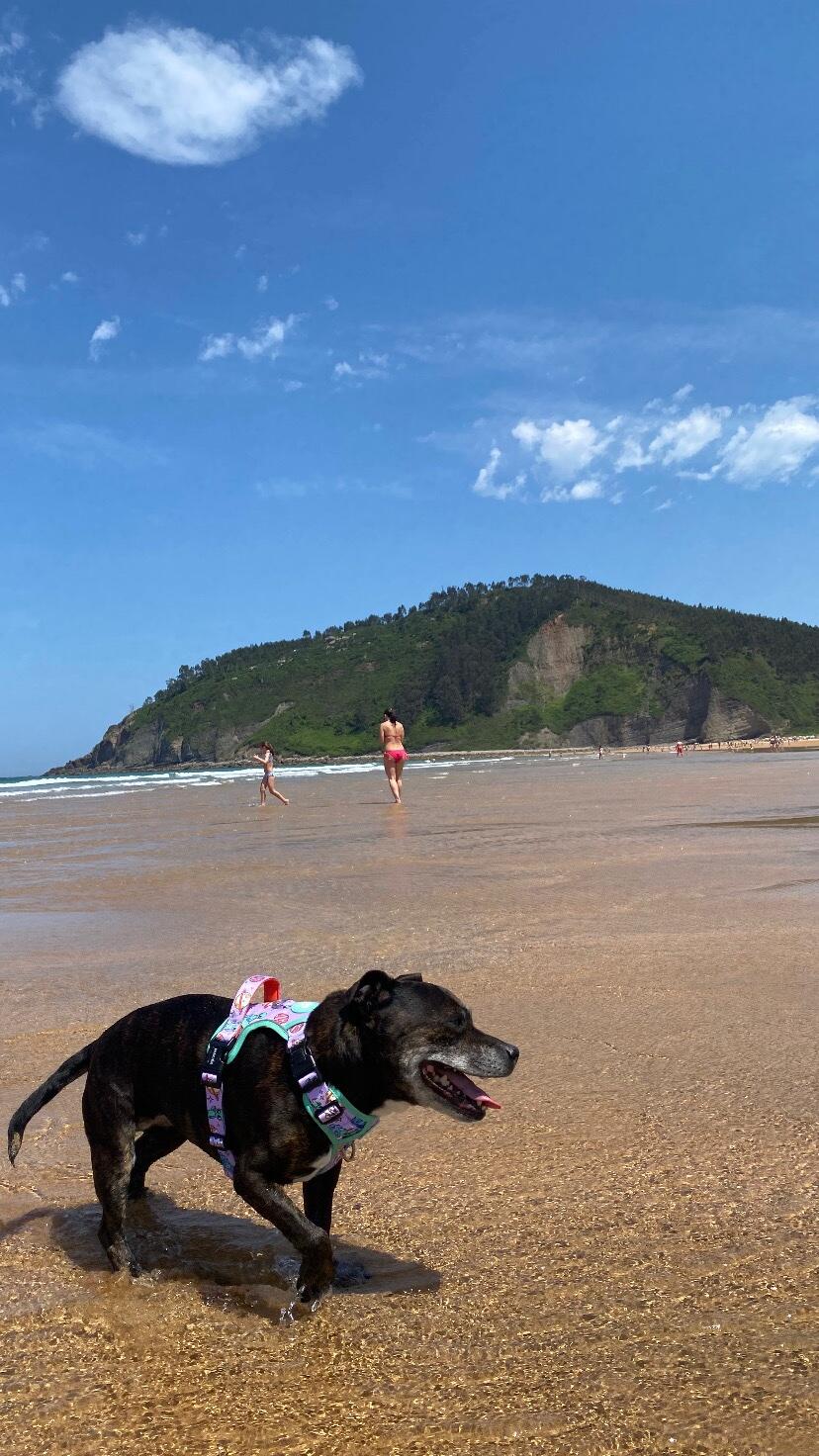 ARNES TRAIL PARA PERRO ALIEN