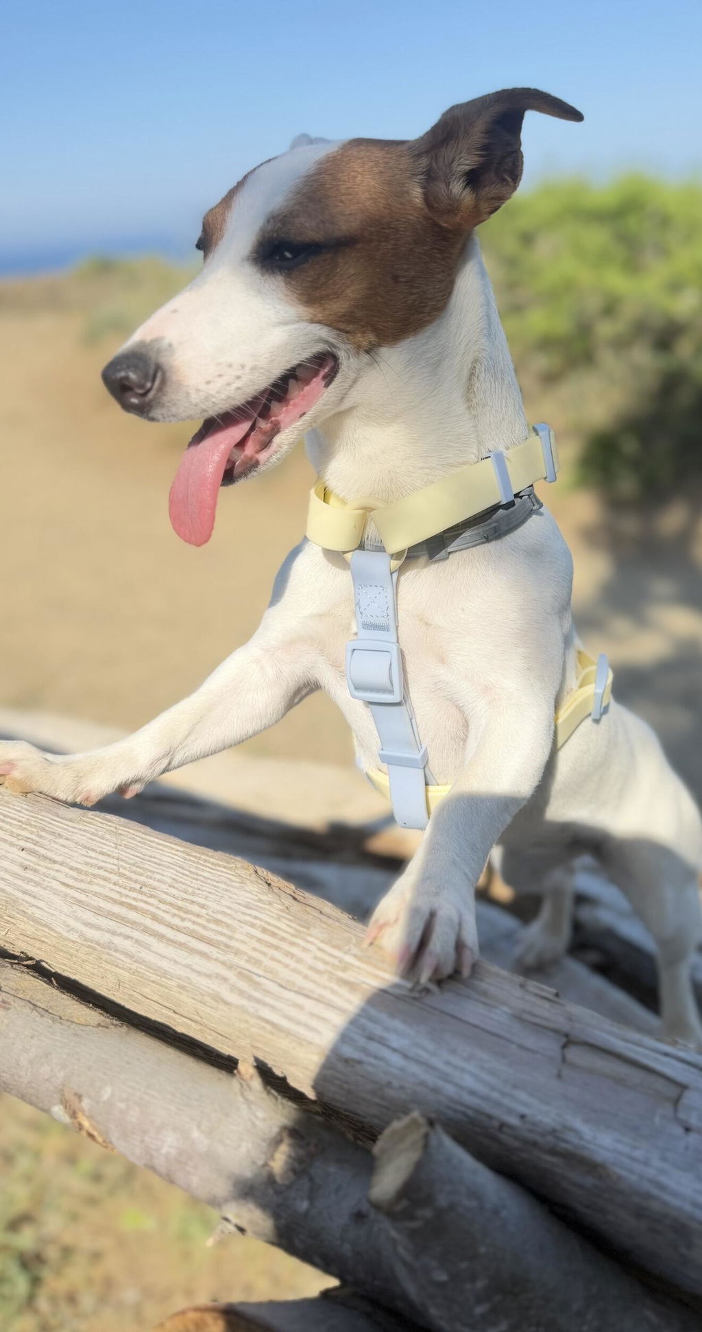 ARNES WATERPROOF PARA PERRO VANILLA BLUE