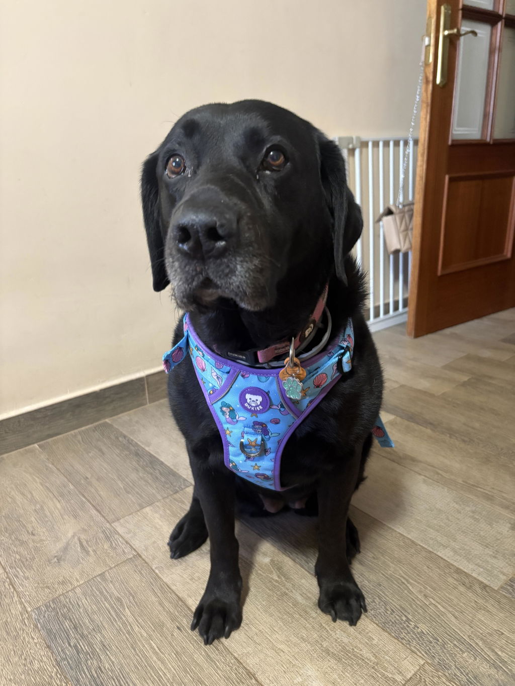 ARNES TRAIL PARA PERRO MERMAID