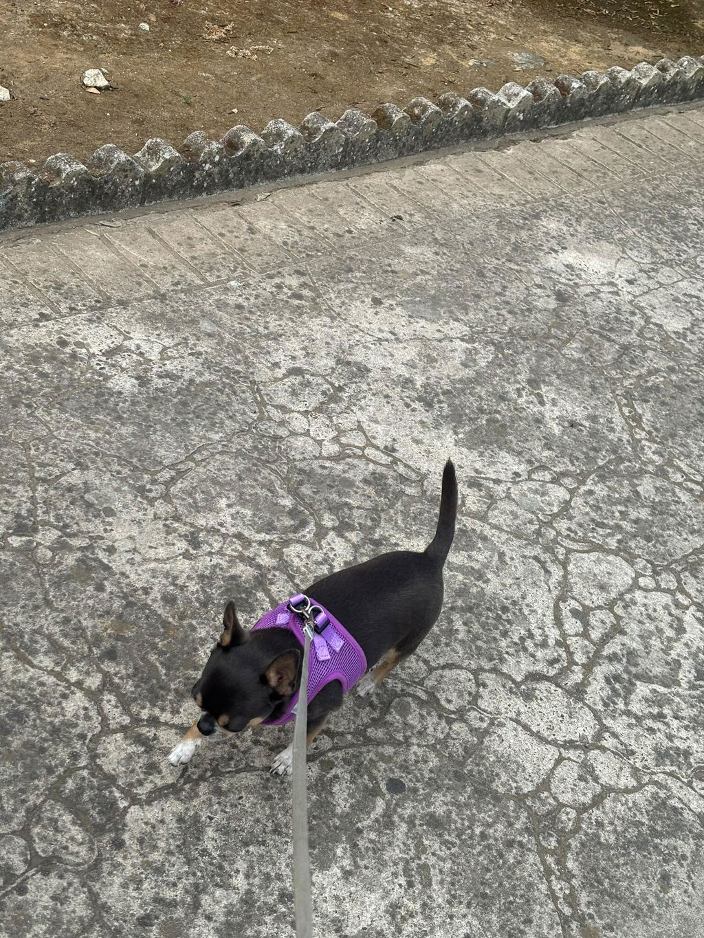 ARNÉS BODY PURPLE