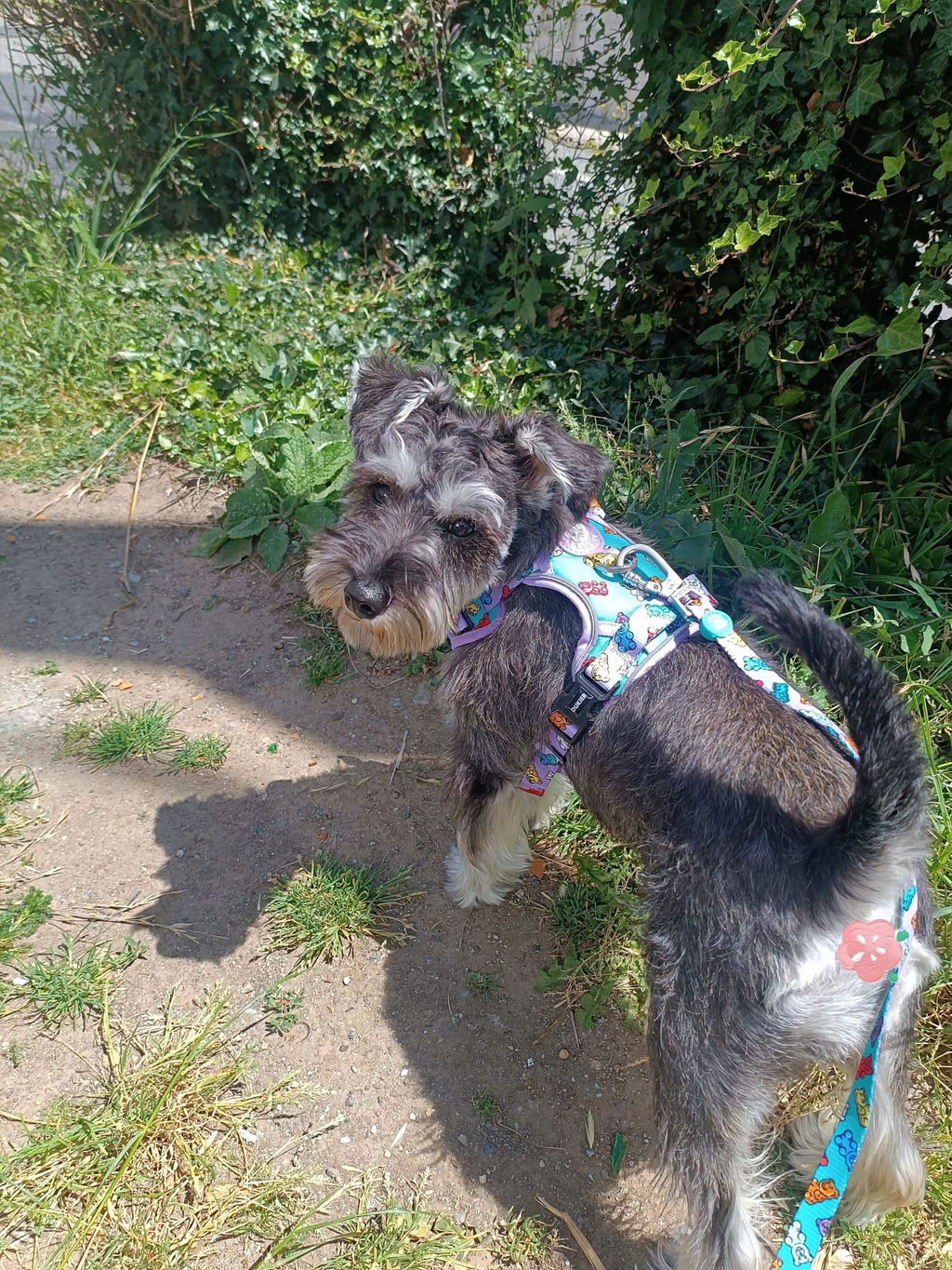 ARNES TRAIL PARA PERRO GUMMY BEARS
