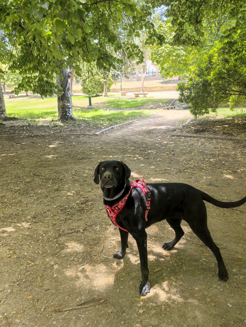 ARNES TRAIL PARA PERRO BERRY LOVE
