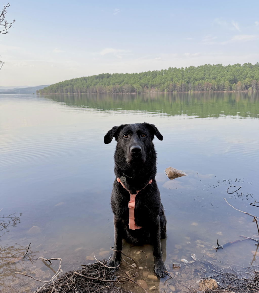 ARNES WATERPROOF PARA PERRO CORAL