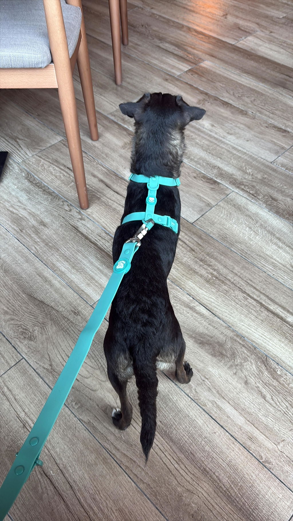 ARNES WATERPROOF PARA PERRO GREEN