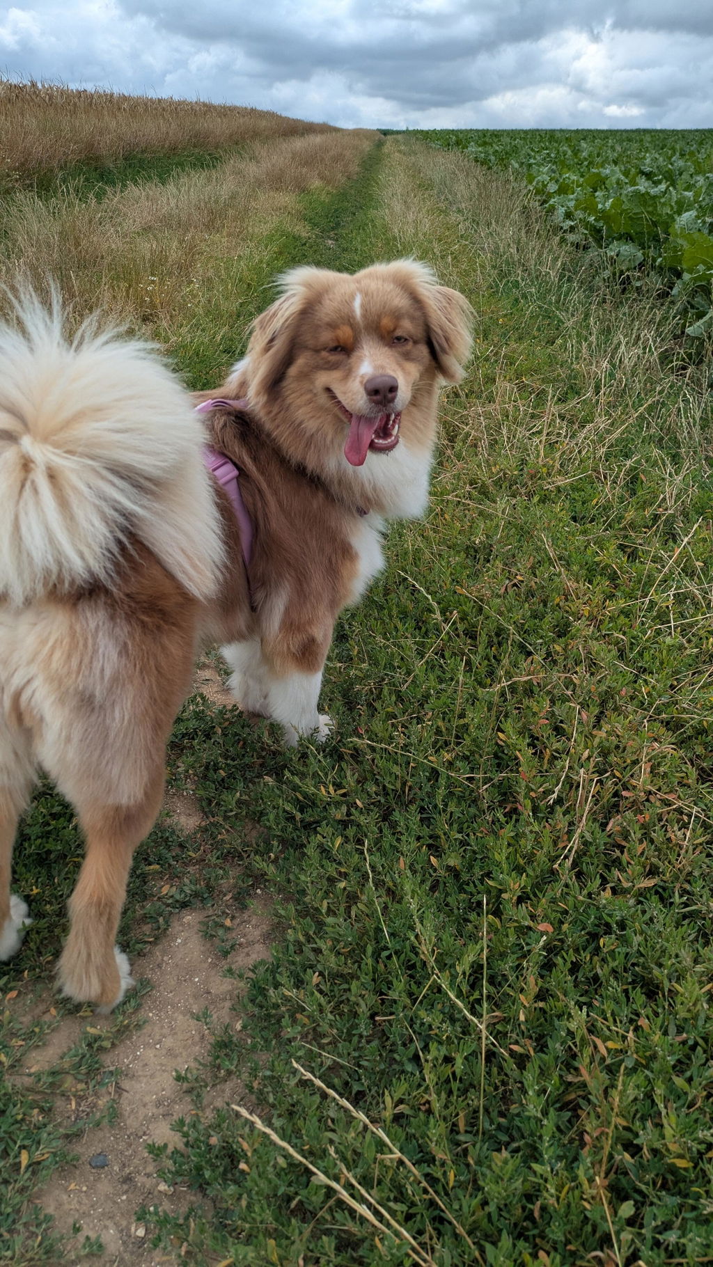 ARNES WATERPROOF PARA PERRO MAUVE