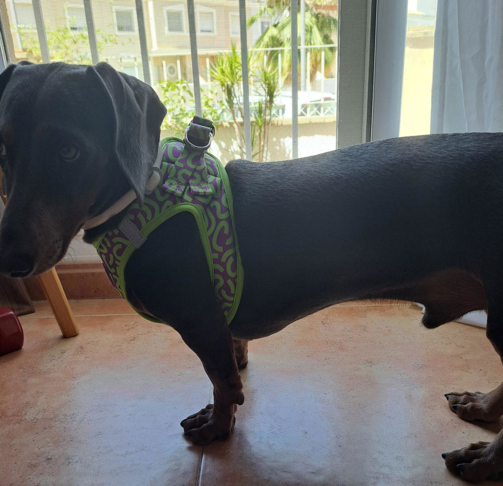 ARNÉS BODY PARA PERRO KALEIDO LIME SWIRL