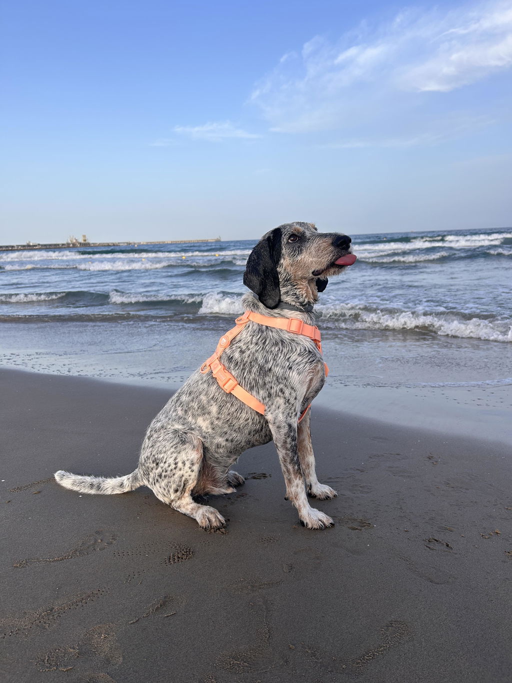 ARNES WATERPROOF PARA PERRO CORAL