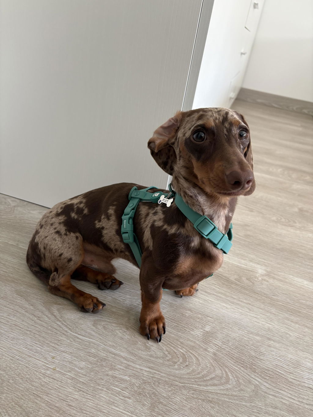 ARNES WATERPROOF PARA PERRO GREEN