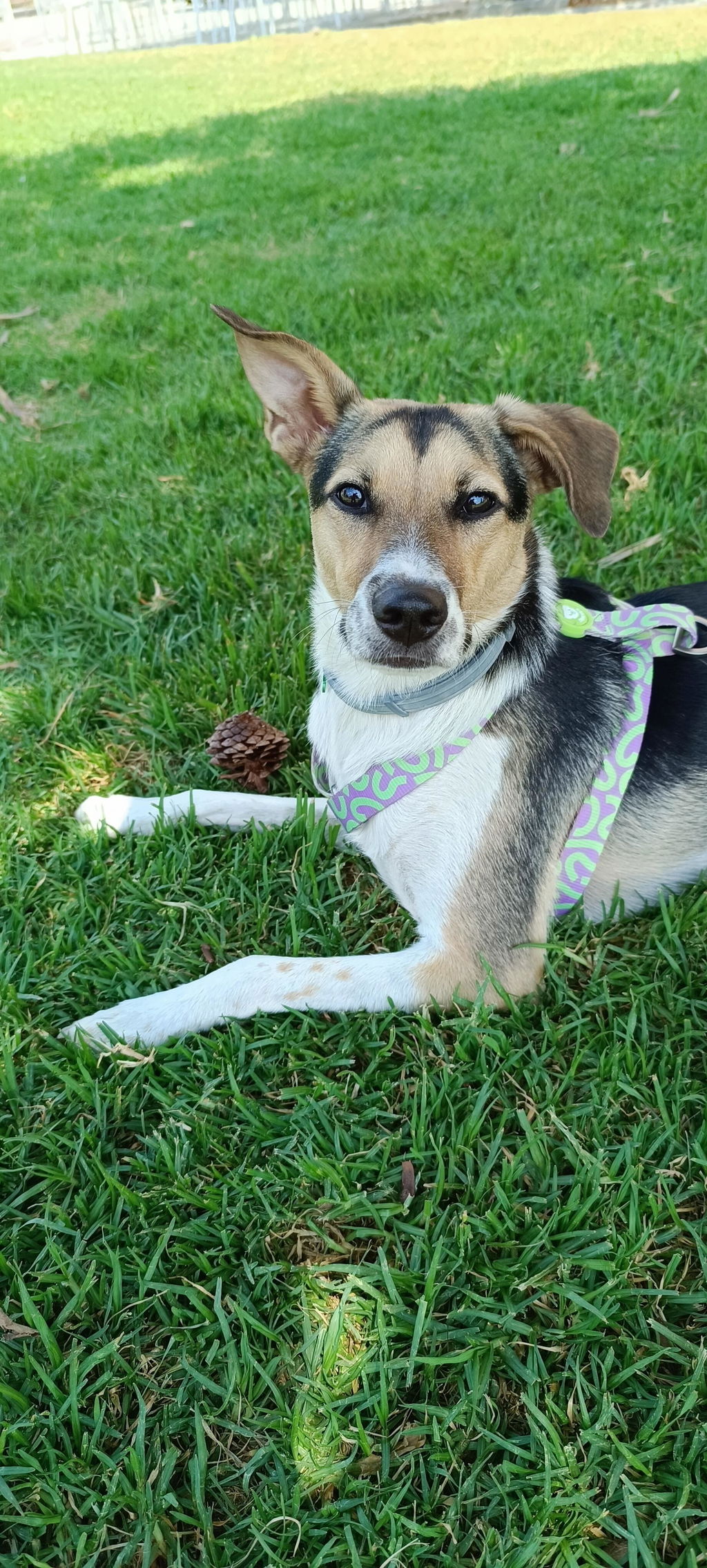 ARNÉS CLÁSICO PARA PERRO KALEIDO LIME SWIRL