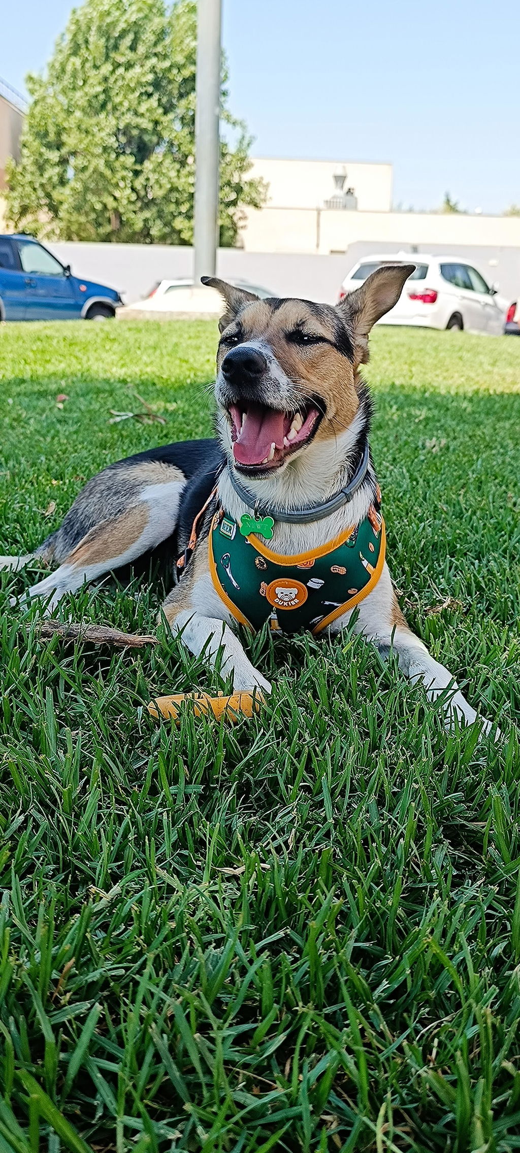 CORREA PARA PERRO BEER