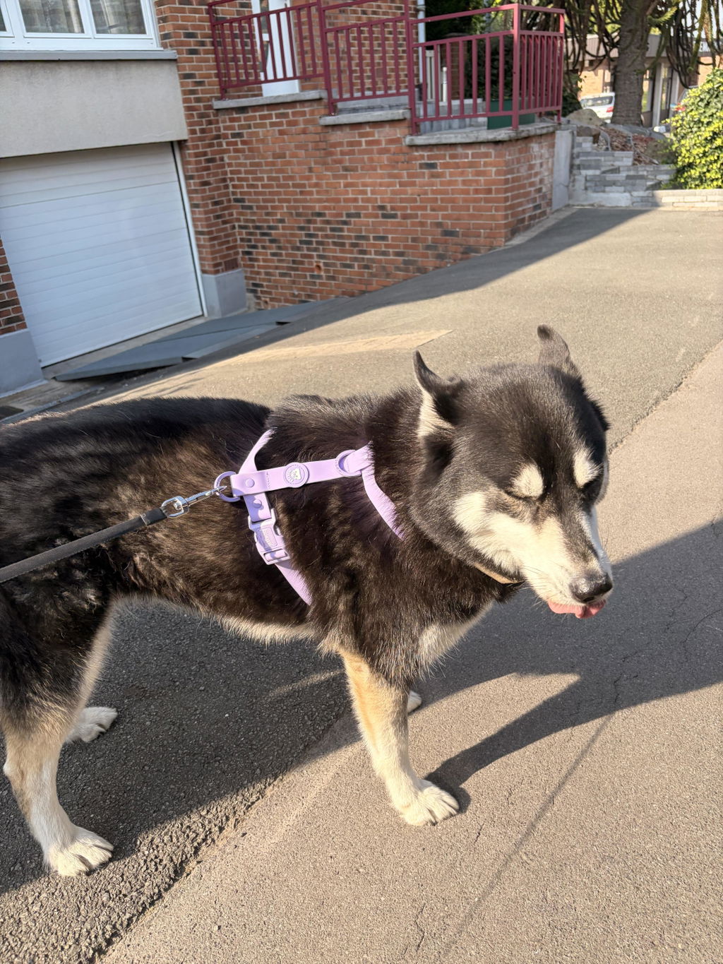 ARNES WATERPROOF PARA PERRO PURPLE