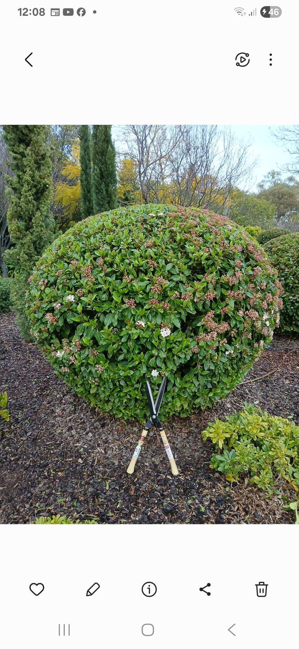 Yoshioka Karikomi Hedge Shears