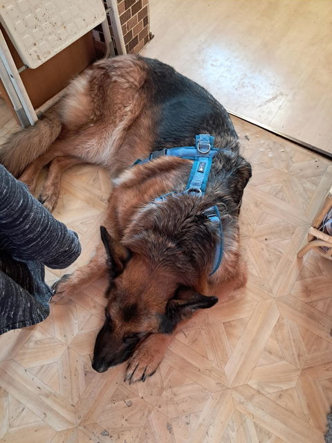 entoVITAL DOG SENIOR