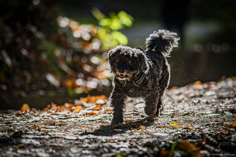 entoVITAL DOG SENSITIV