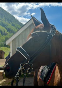 Weymouth Bridle Fleur