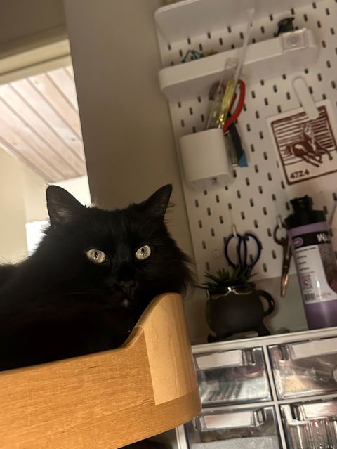 ERGO PURRCH - The Sustainable Desk-Mounted Cat Bed