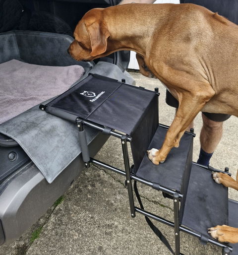 Hundetreppe Auto