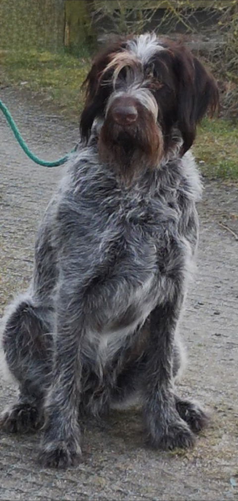 Hundetreppe Auto