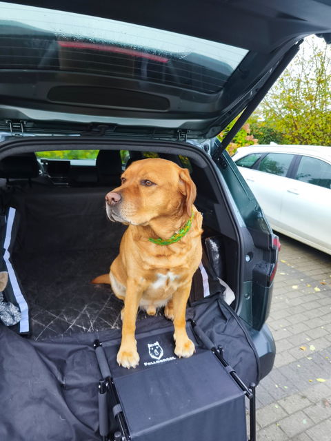 Hundetreppe Auto