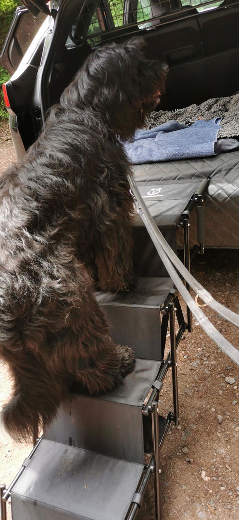 Hundetreppe Auto
