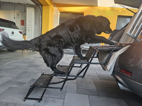 Hundetreppe Auto