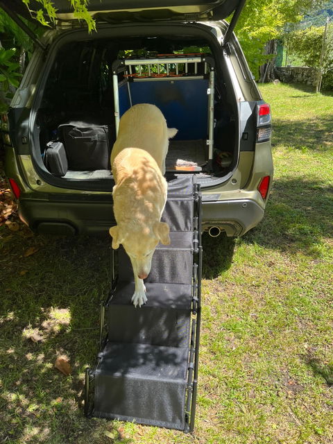 Hundetreppe Auto