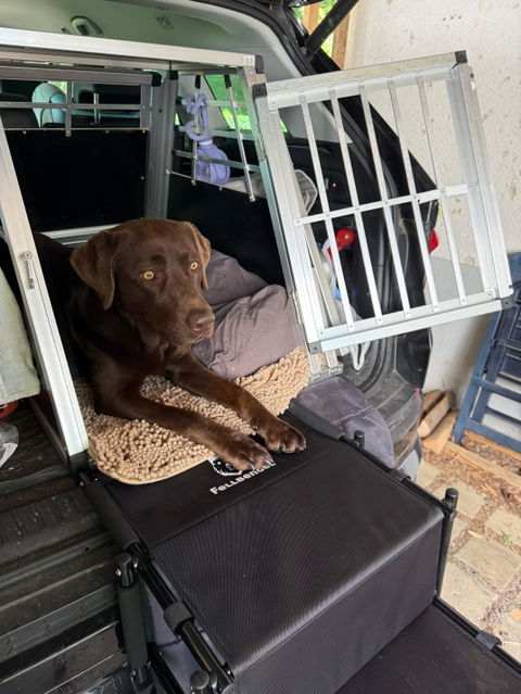 Hundetreppe Auto