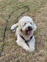 fidelis.dog