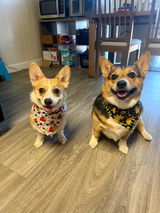 Dino Taco Party
