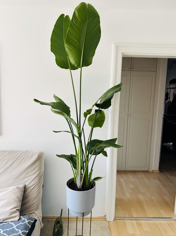 Strelitzia nicolai