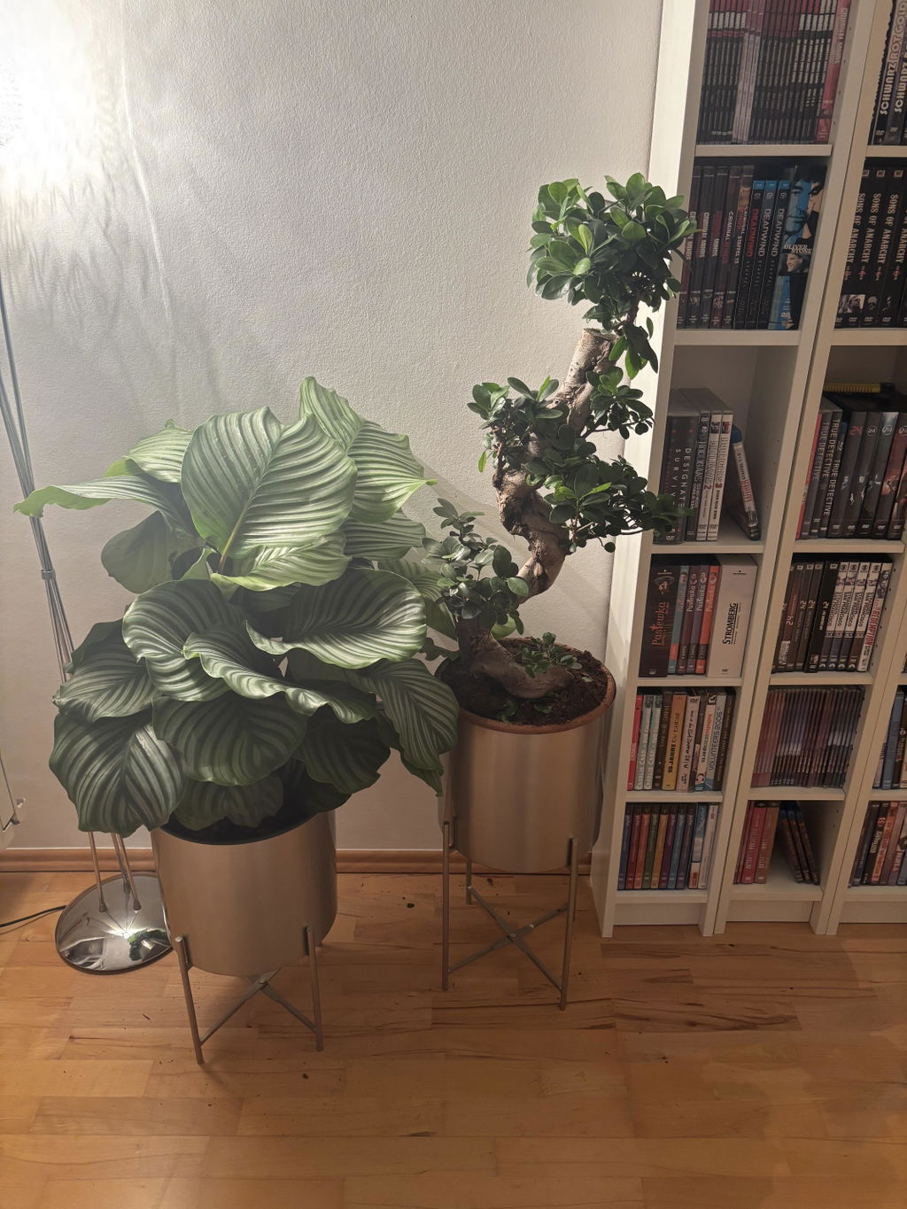 Calathea Orbifolia - Korbmarante