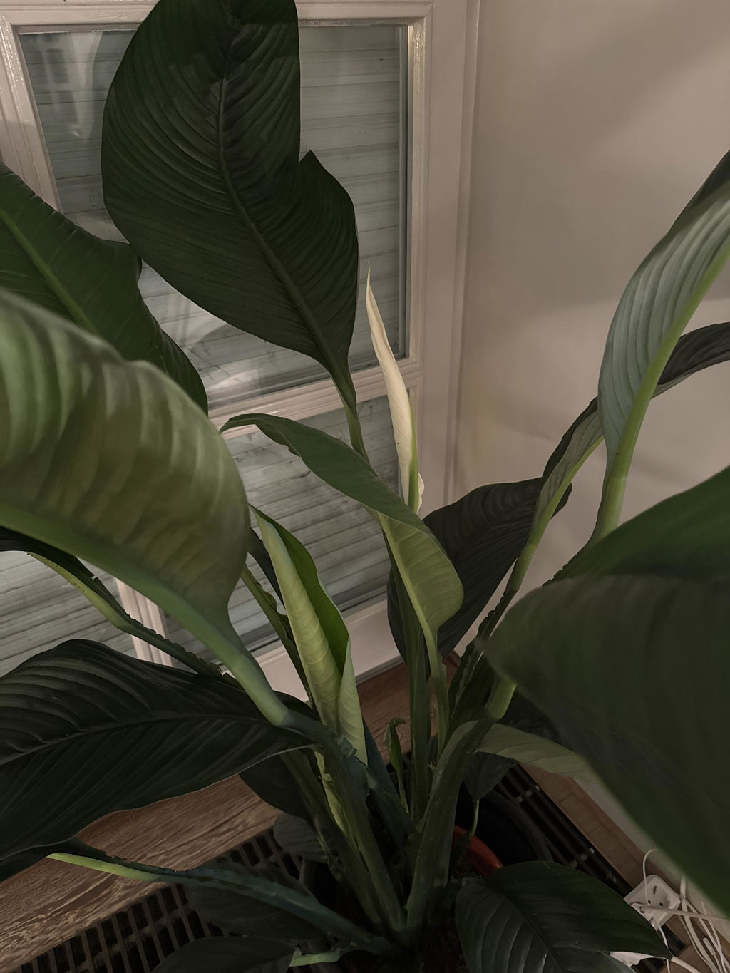 Spathiphyllum Sensation