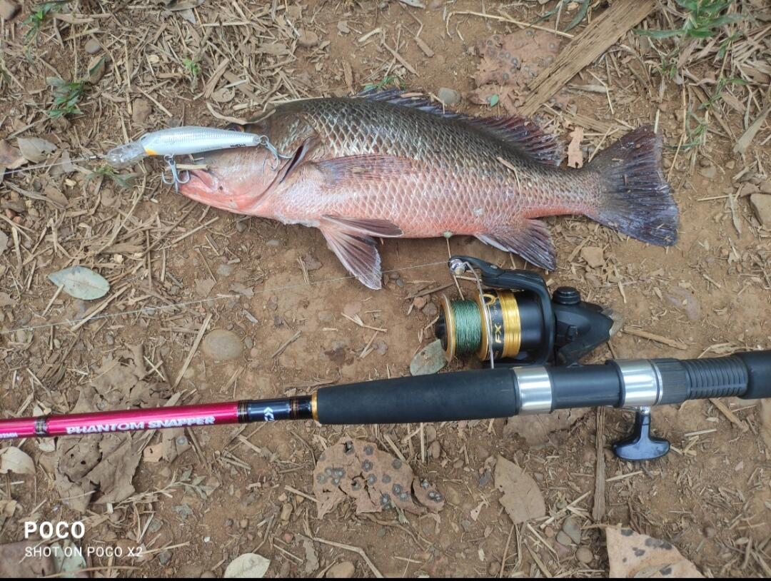 Daiwa Phantom Snapper Spinning Rod 8-10 Ft MH – Fishermanshub
