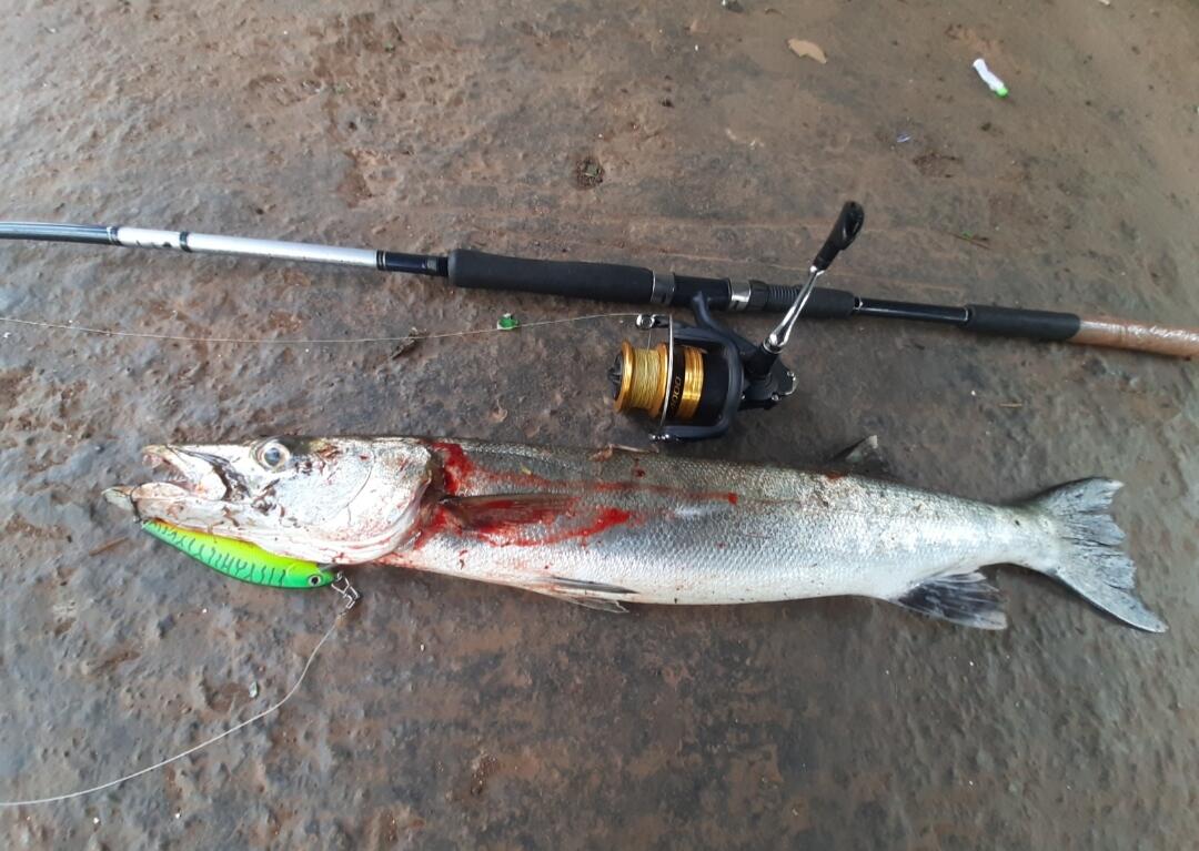 Daiwa Phantom Catfish Spinning Rod 7–10 Ft MH – Fishermanshub