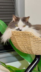 ERGO PURRCH™ Desk-Mounted Cat Bed