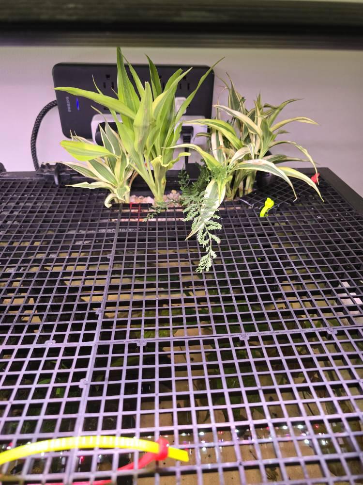 Adjustable Hang on Back Plant Basket for Aquariums