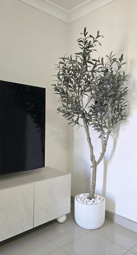 Olive Tree (w/o fruit) Grey Green 180cm
