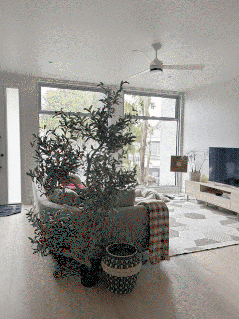 Olive Tree (w/o fruit) Grey Green 190cm