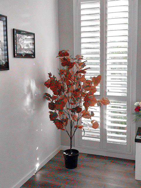 Maple Tree Rust 155cm