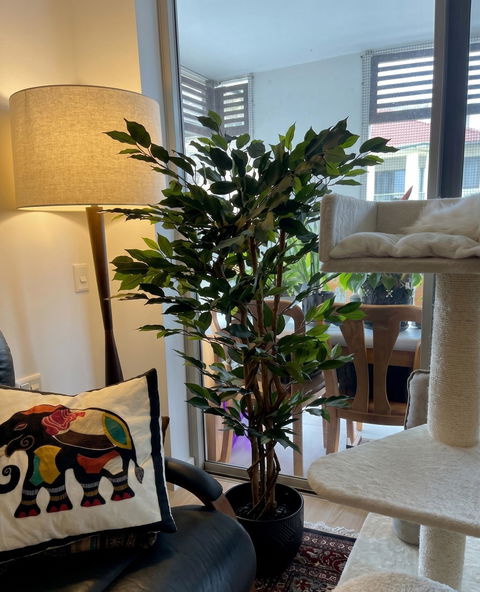 Ficus Tree 120cm