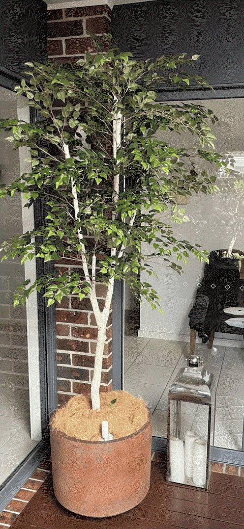 Silver Birch Tree Green 213cm Pack of 2