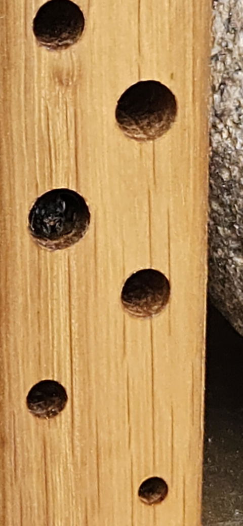 MiniBee - Dein [mini] Naturkino