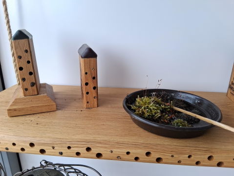 MiniBee - Dein [mini] Naturkino