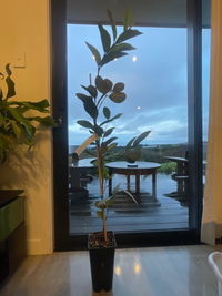 TROPICAL GUAVA - Thai white