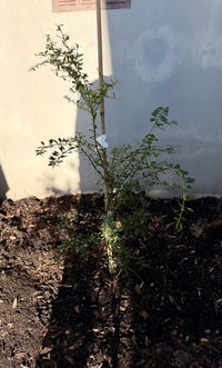Brown Finger Lime Tree (Pink Flesh) – Grafted Citrus Tree NZ