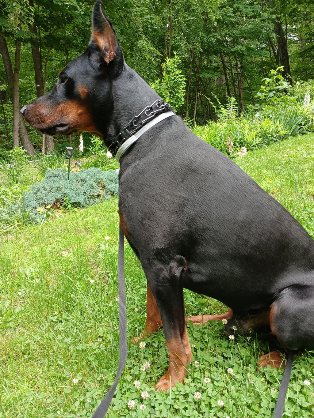 Dog Joint and Soft Tissue Supplement – Forte Flex K9 for Mobility & Comfort